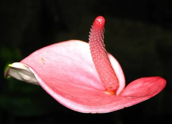 Playground 51: Cade’s Experience